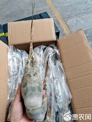 高端小青龍水產品批發指南