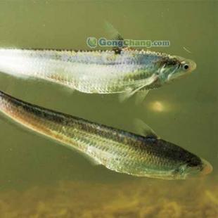 長江刀魚批發(fā)首選，劉興水產(chǎn)專注高品質(zhì)農(nóng)副產(chǎn)品供應(yīng)